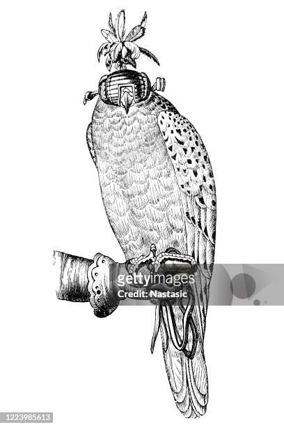 falconry trained goshawk on falconers hand - falconry stock illustrations