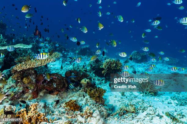 damsel fish paradise, shallow reef at moyo island, indonesia - dascyllus trimaculatus stock pictures, royalty-free photos & images