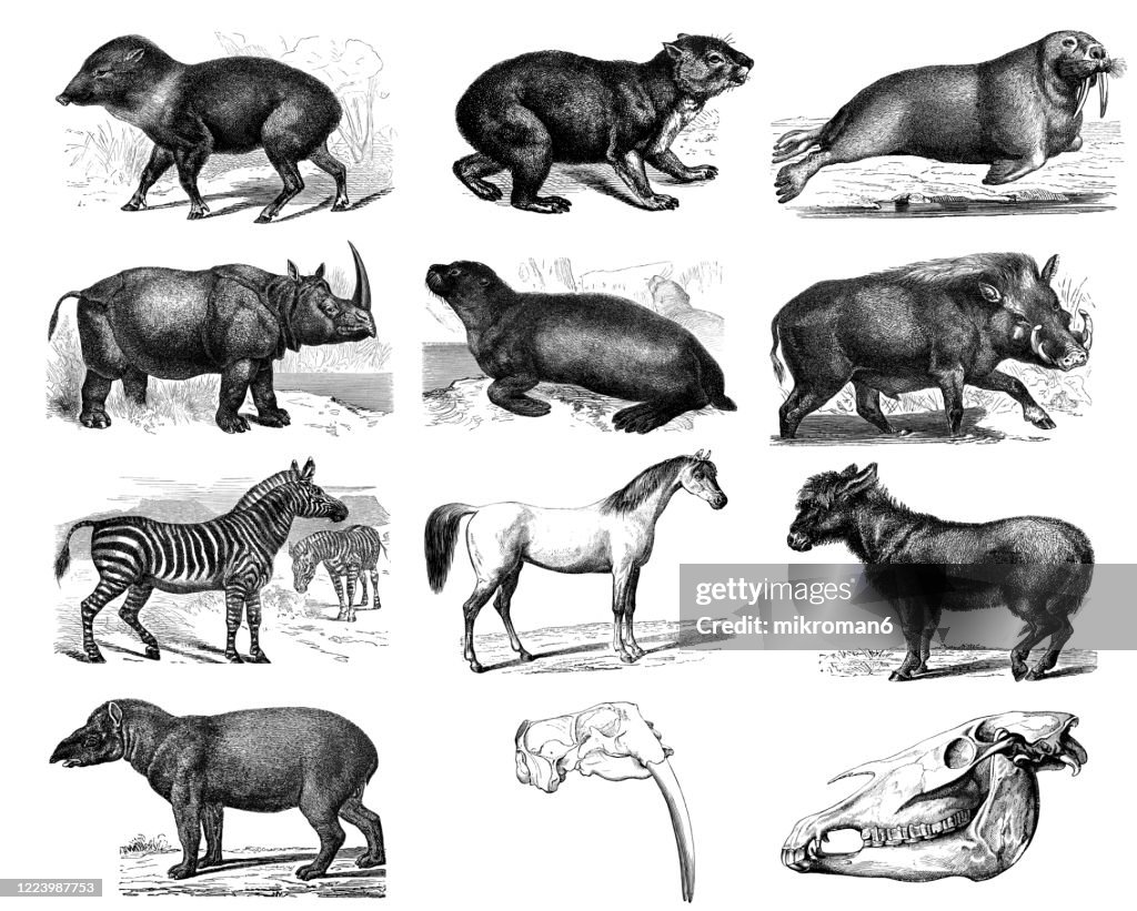 Old engraved illustration of Ungulata or Hoofed Animal. Antique Illustration