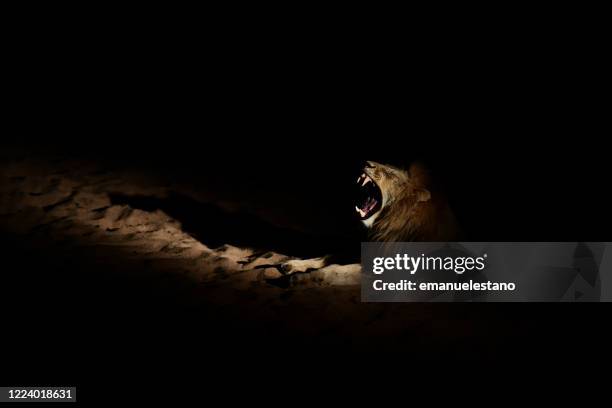 lion by night in the timbavati nature reserve, greater kruger area, south africa - lion roar stockfoto's en -beelden