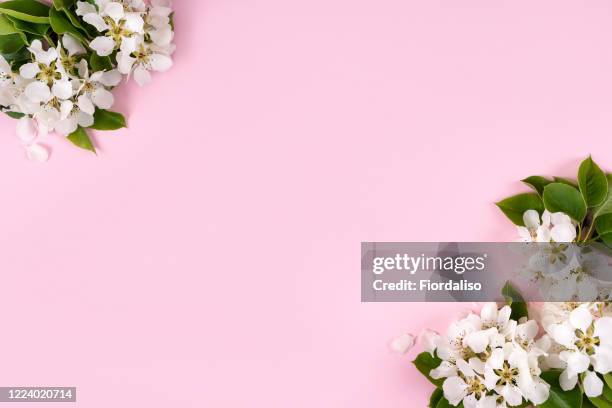 flowering branch of a fruit tree with white flowers on a pale pink pastel background - happy birthday flowers images stock pictures, royalty-free photos & images