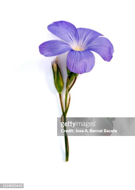 close up of violet flower on the nature on a white background. - flores fotografías e imágenes de stock