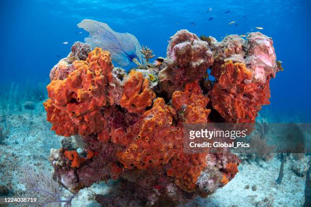 caribbean marine life - grand cayman stock pictures, royalty-free photos & images
