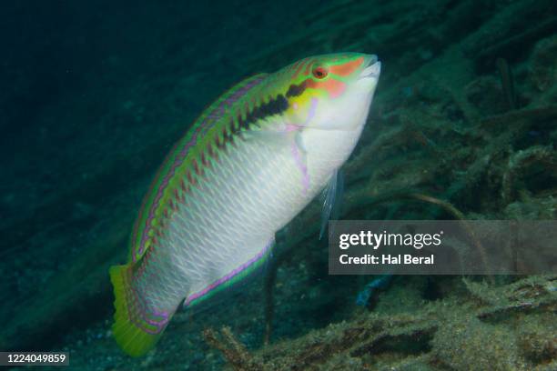 zigzag wrasse - wrasses stock pictures, royalty-free photos & images