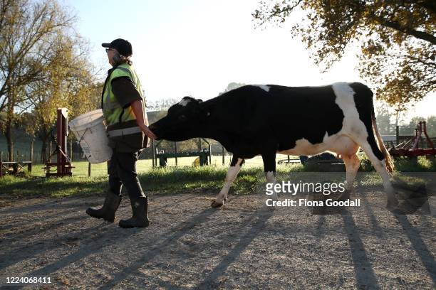Karen Maddren's sister Shelley Morrison takes her cow Sox back to the paddock after milking at Streamland Suffolks stud on May 09, 2020 in Auckland,...