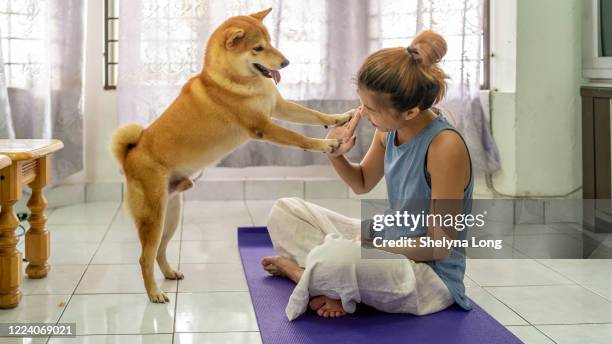 woman giving high five to her pet dog at home - shiba inu adult stock pictures, royalty-free photos & images