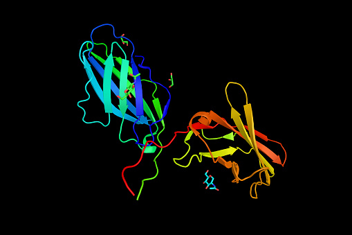 CTLA4 or CTLA-4 (3d structure), a protein receptor that, functioning as an immune checkpoint, downregulates immune responses.