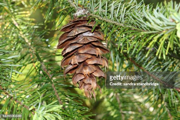 a cone of a douglas-fir tree, pseudotsuga menziesii, growing in woodland in the uk. - douglas fir stock pictures, royalty-free photos & images