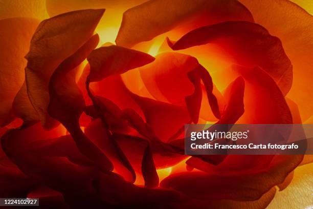 back lit orange rose - backlit photos et images de collection