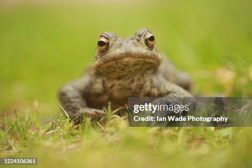 Common Toad, Bufo bufo Common Toad, Bufo bufo