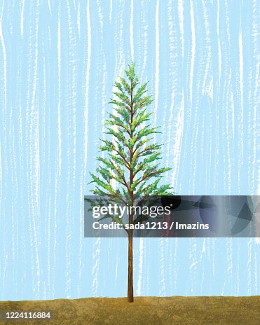 Long Tree Long Tree