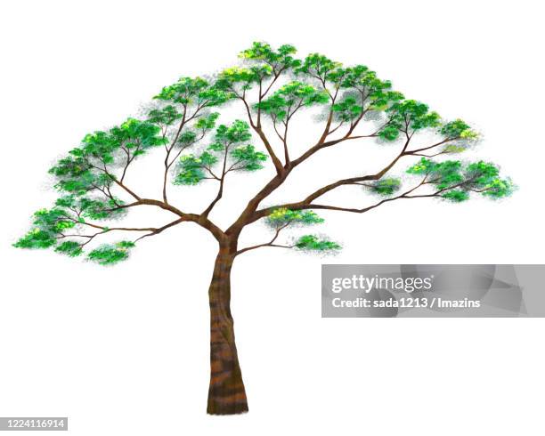 pine tree - single tree stock illustrations