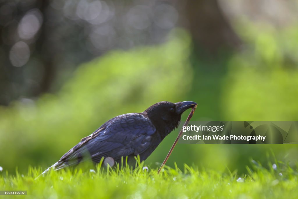Early bird catches the worm