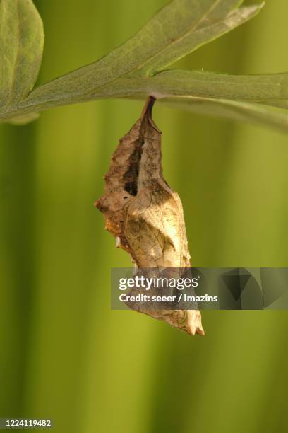 polygonia c-aureum, nymphalidae, pupa - mariposa numerada fotografías e imágenes de stock