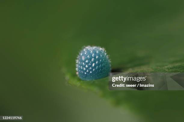 neptis rivularis, nymphalidae, butterfly eggs - rivularis stock pictures, royalty-free photos & images