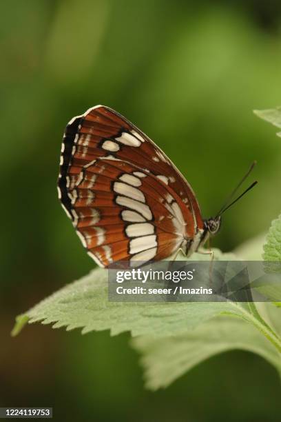 neptis rivularis, nymphalidae, butterfly - rivularis stock pictures, royalty-free photos & images