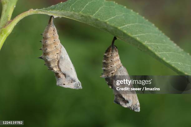 nymphalis xanthomelas, nymphalidae, pupa - mariposa numerada fotografías e imágenes de stock