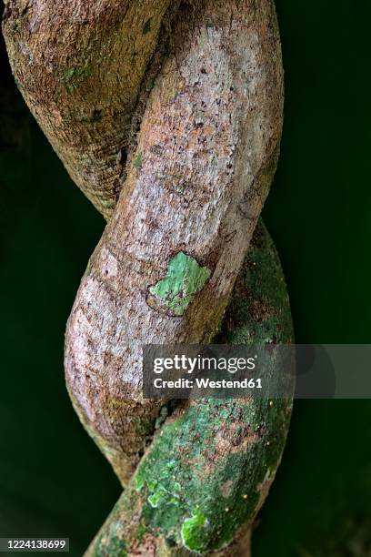 central african republic, close-up of two twisting branches - liana stock pictures, royalty-free photos & images