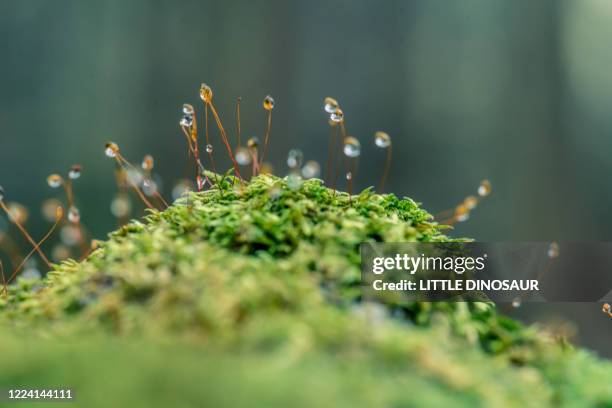 moss sporangia with morning dew (close-up) - detalle de primer plano fotografías e imágenes de stock