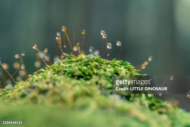 moss sporangia with morning dew (close-up) - macro stockfoto's en -beelden