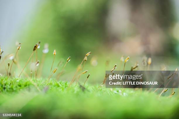 moss sporangia with morning dew (close-up) - wind power japan stock pictures, royalty-free photos & images