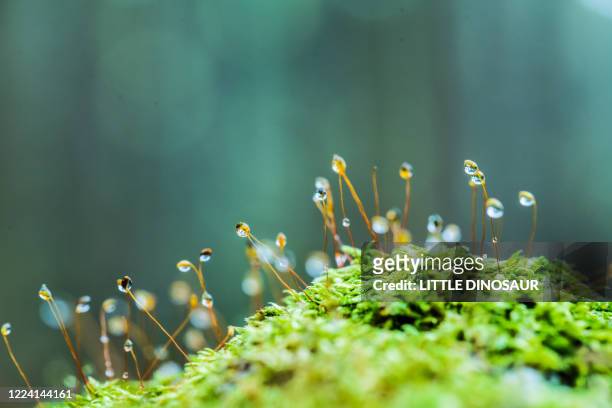 moss sporangia with morning dew (close-up) - mt dew stock pictures, royalty-free photos & images