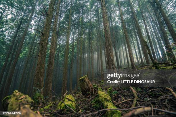 Cedar Tree Range Cedar Mountain Range Photos and Premium High Res Pictures - Getty Images