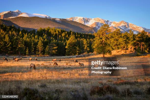 herd of elk in the early morning light in the fall in rocky mountain national park near estes park, colorado - estes park stock pictures, royalty-free photos & images