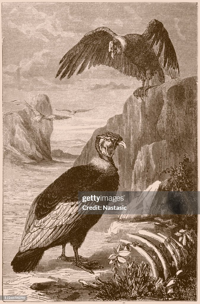 King Vulture (Sarcoramphus papa)