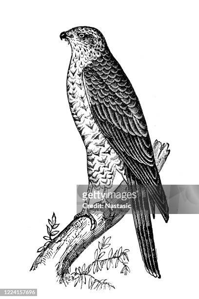 eurasischer sperber (accipiter nisus) - hawk stock-grafiken, -clipart, -cartoons und -symbole