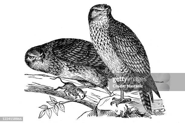 common buzzard (buteo buteo) - turkey buzzard stock illustrations
