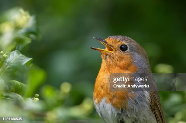 zingende europese robin - zangvogels stockfoto's en -beelden