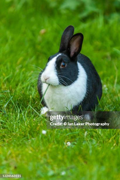 Dutch Rabbit Photos and Premium High Res Pictures - Getty Images