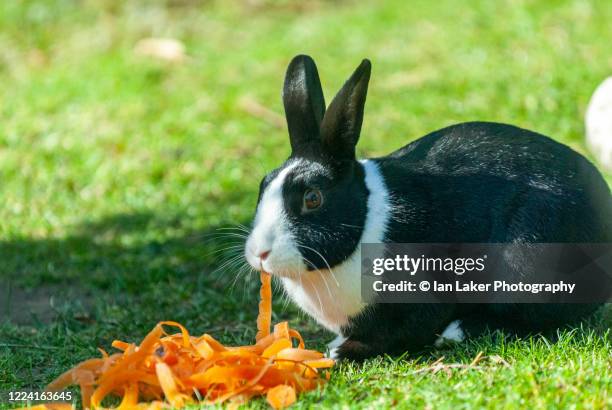 littlebourne, kent, england, uk. 8 march 2009. domesticated black and white dutch rabbit feeding on grated carrot - the who march 8 2009 stock pictures, royalty-free photos & images