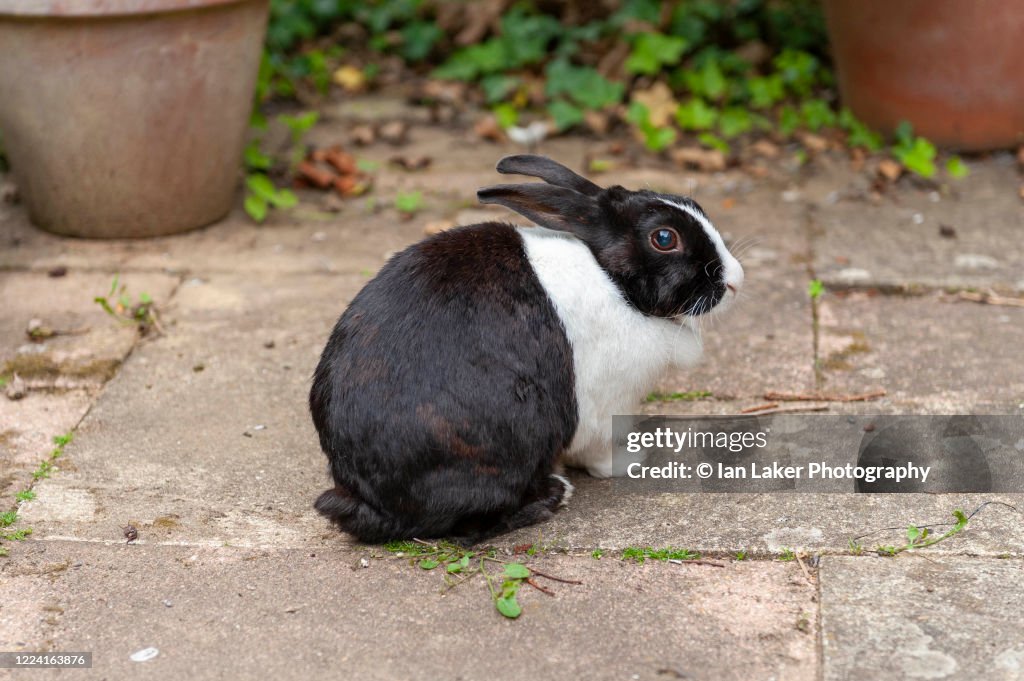 Littlebourne Kent England Uk 11 August 2012 Domesticated Black And ...