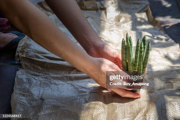 someone hand holding a small sansevieria cylindrica (or snake plant) tree before planting in a pot. - sansevieria stock pictures, royalty-free photos & images