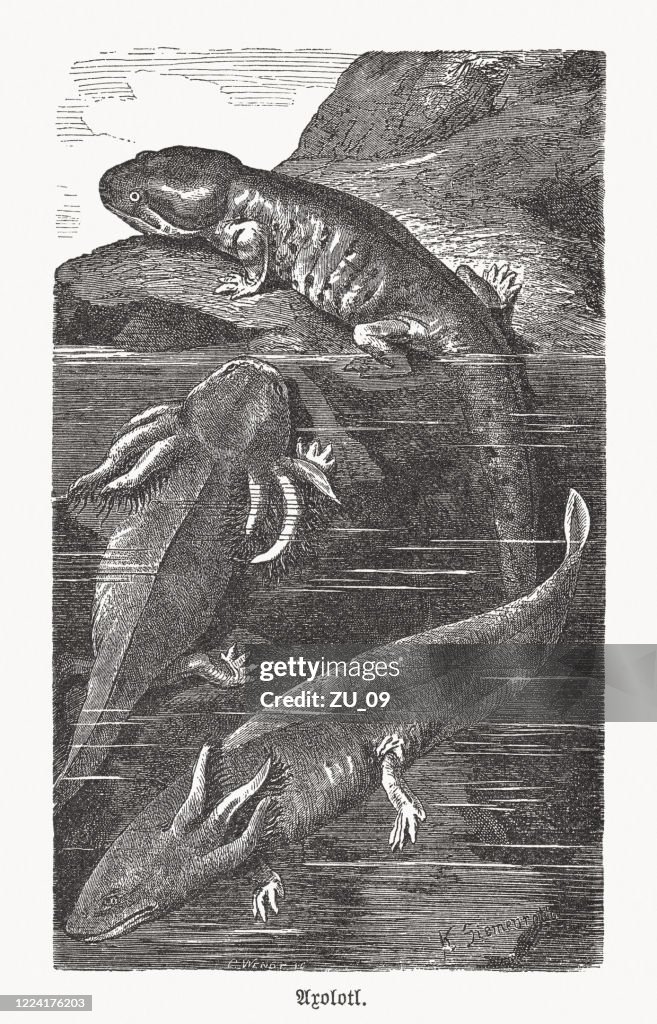 Axolotl, neotenic salamander from Mexico, wood engraving, published in 1893