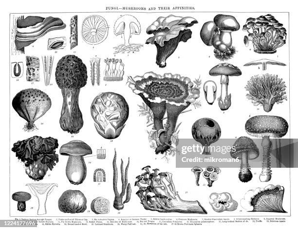 old engraved illustration of a fungi and mushrooms and their affinities - speisepilz gemüse stock-fotos und bilder