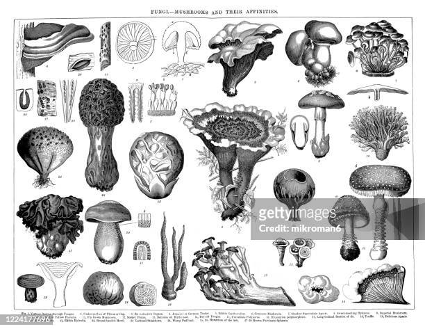 old engraved illustration of a fungi and mushrooms and their affinities - monochrome green stock pictures, royalty-free photos & images