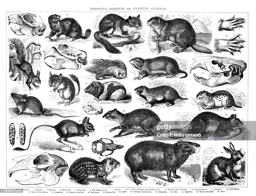 Old Engraved Illustration Of Rodentia Rodents Or Gnawing Animals High-Res  Stock Photo - Getty Images