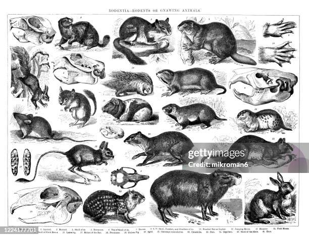Old Engraved Illustration Of Rodentia Rodents Or Gnawing Animals High-Res Stock Photo - Getty Images Old Engraved Illustration Of Rodentia Rodents Or Gnawing Animals High-Res Stock Photo - Getty Images