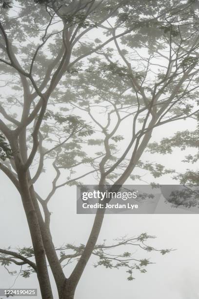 tropical tree in the mist - george town penang stock pictures, royalty-free photos & images