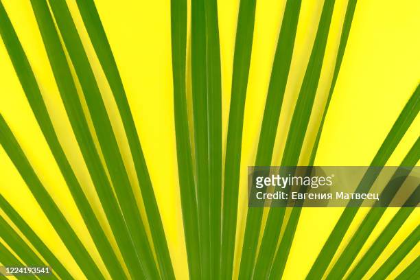 green tropical palm leave on bright yellow background. minimal summer concept. creative flat lay. - árbol tropical fotografías e imágenes de stock