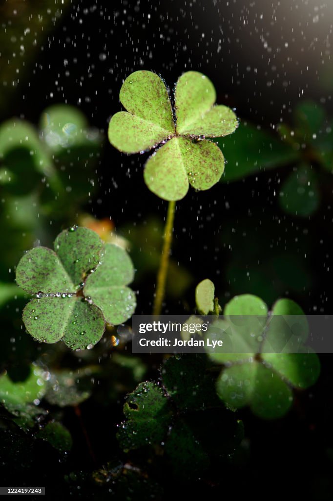 Close up of a bunch of green clover.