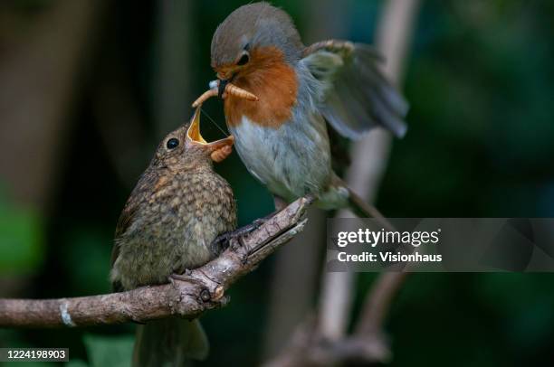 Robin Exploring 41 Fledgling Robin Stock Photos, High-Res Pictures, and Images - Getty ...