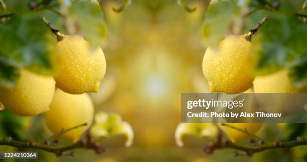 fruiting tree with ripe lemon close up, horizontal banner - lemon tree stockfoto's en -beelden