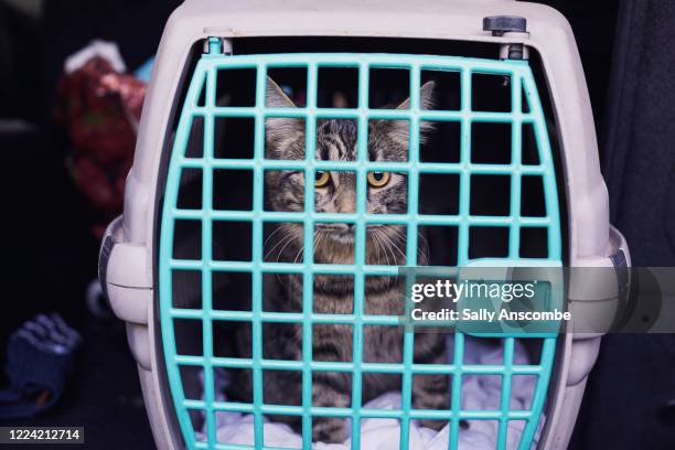 cat in pet carrier - katze karton stock-fotos und bilder