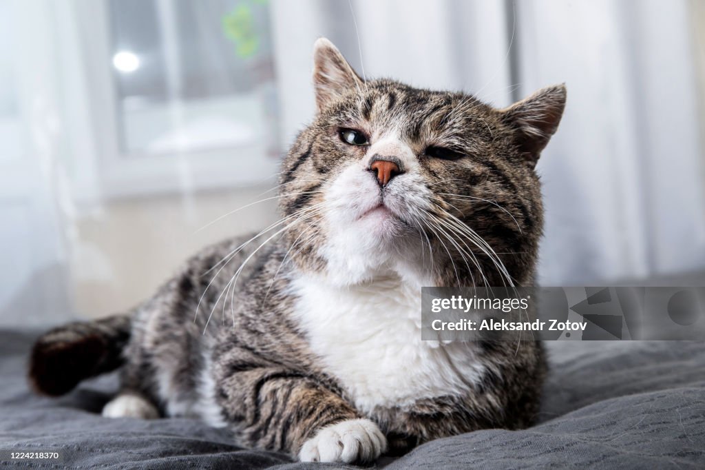 Cute aged cat lying on bed at home