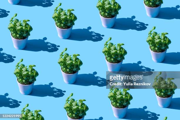 repeated basil plant in a pot on the blue background - basil stock pictures, royalty-free photos & images