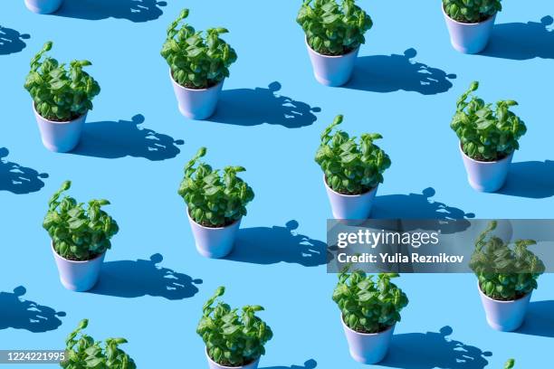 repeated basil plant in a pot on the blue background - basilika bildbanksfoton och bilder